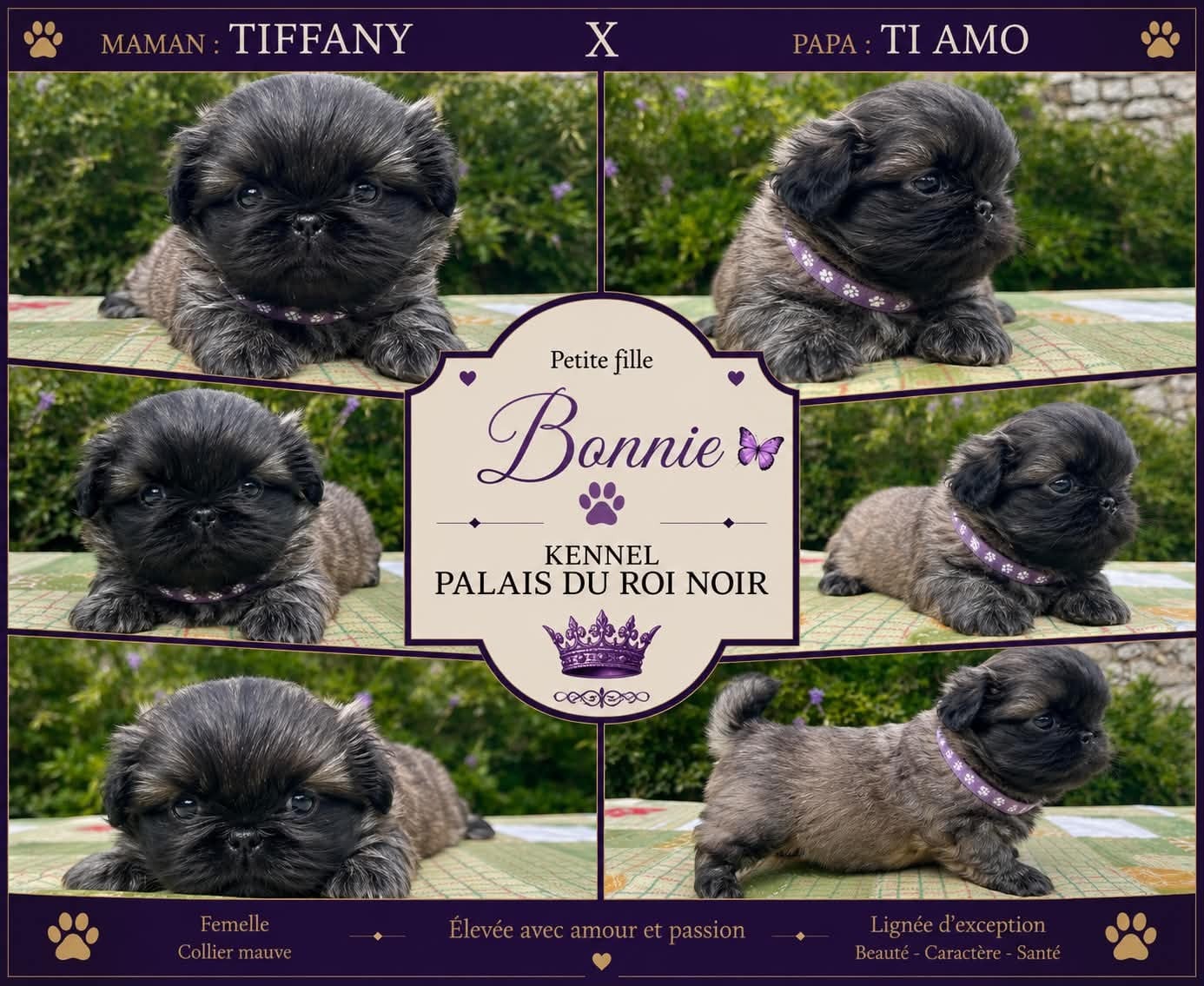 Chiot N°3 - Pekinois