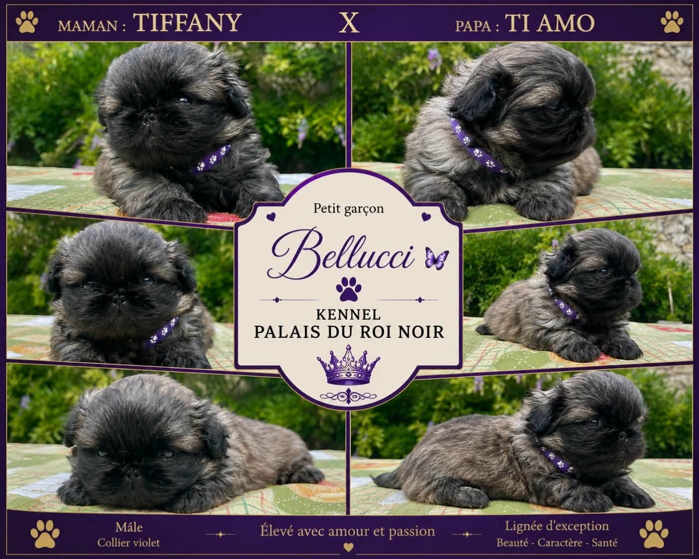 Chiot N°4 - Pekinois