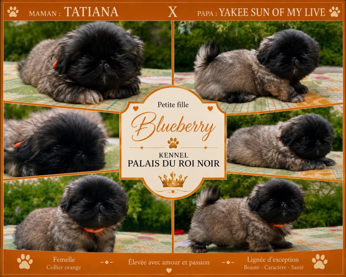 Chiot N°2 - Pekinois