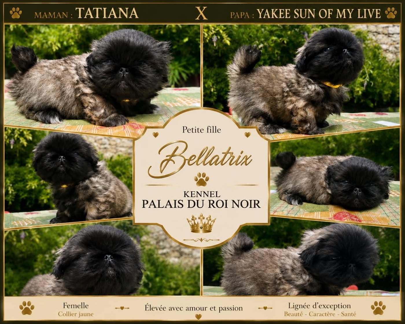 Chiot N°4 - Pekinois