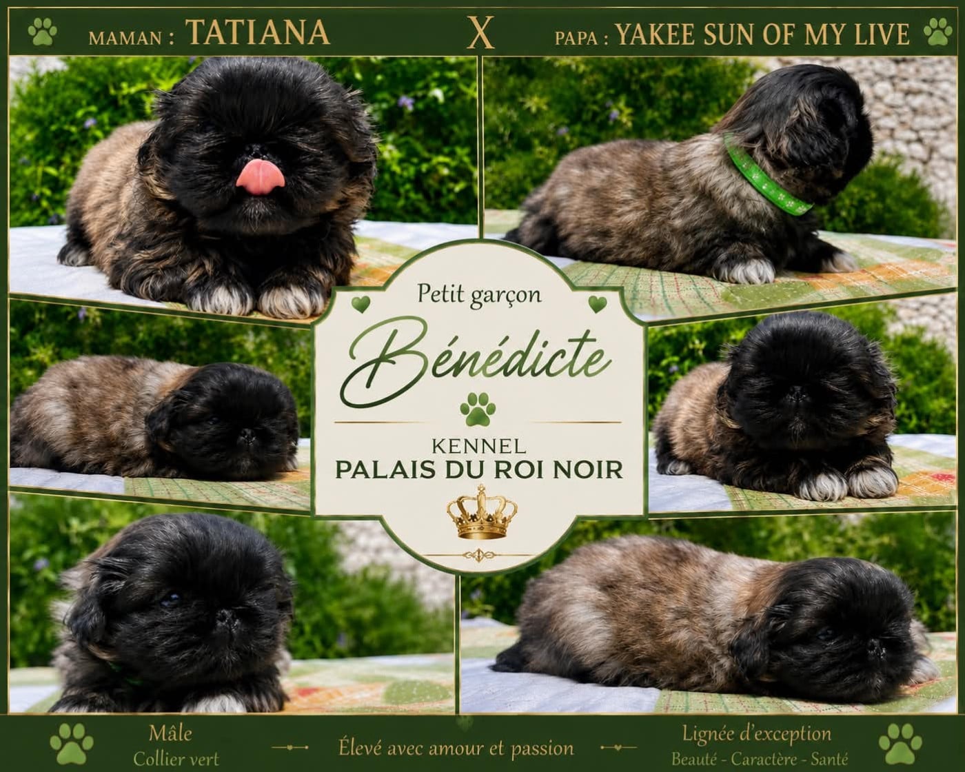 Chiot N°1 - Pekinois