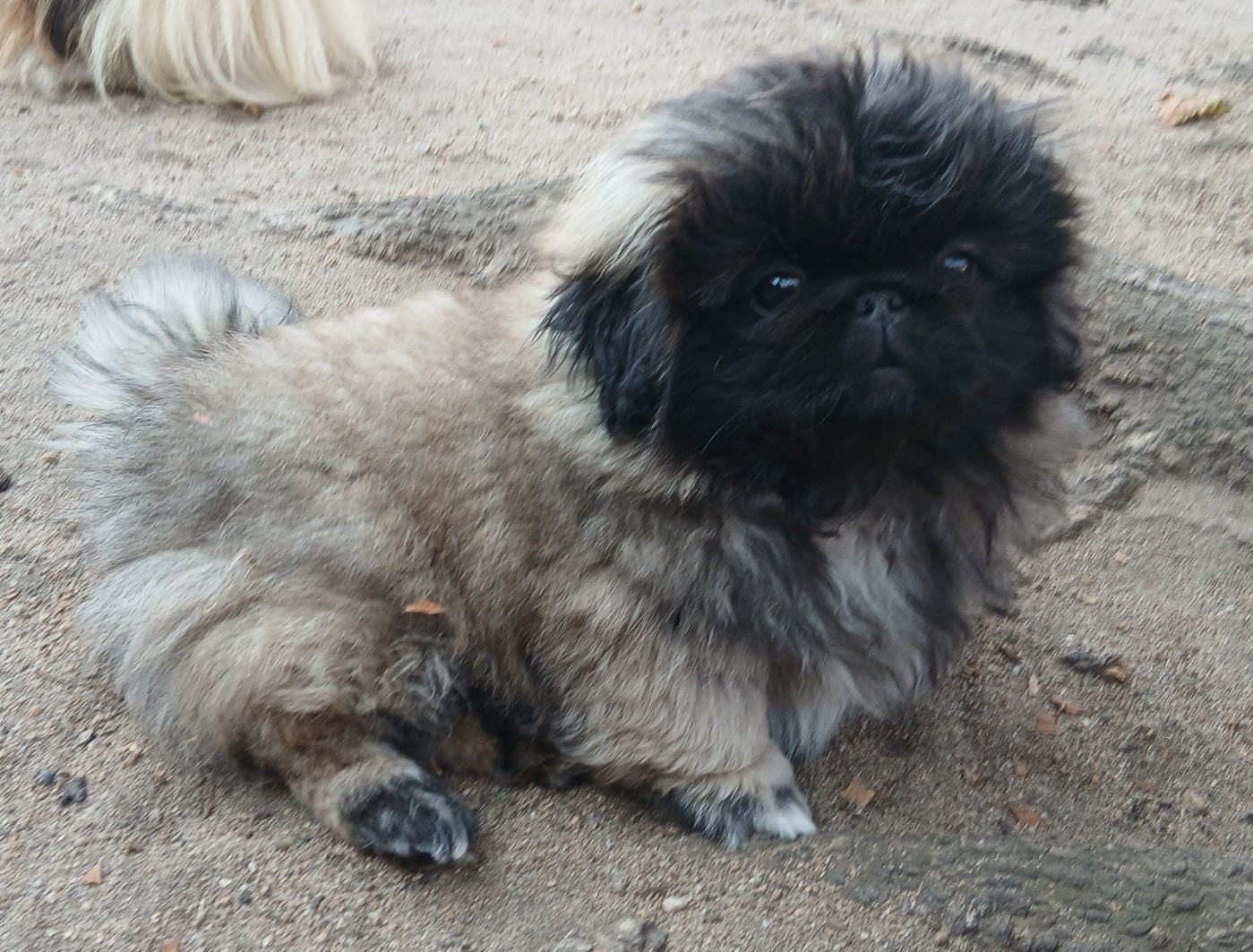 Chiot N°1