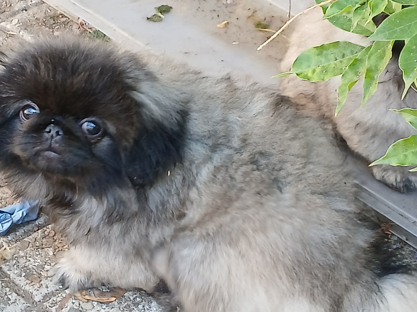 Chiot N°4