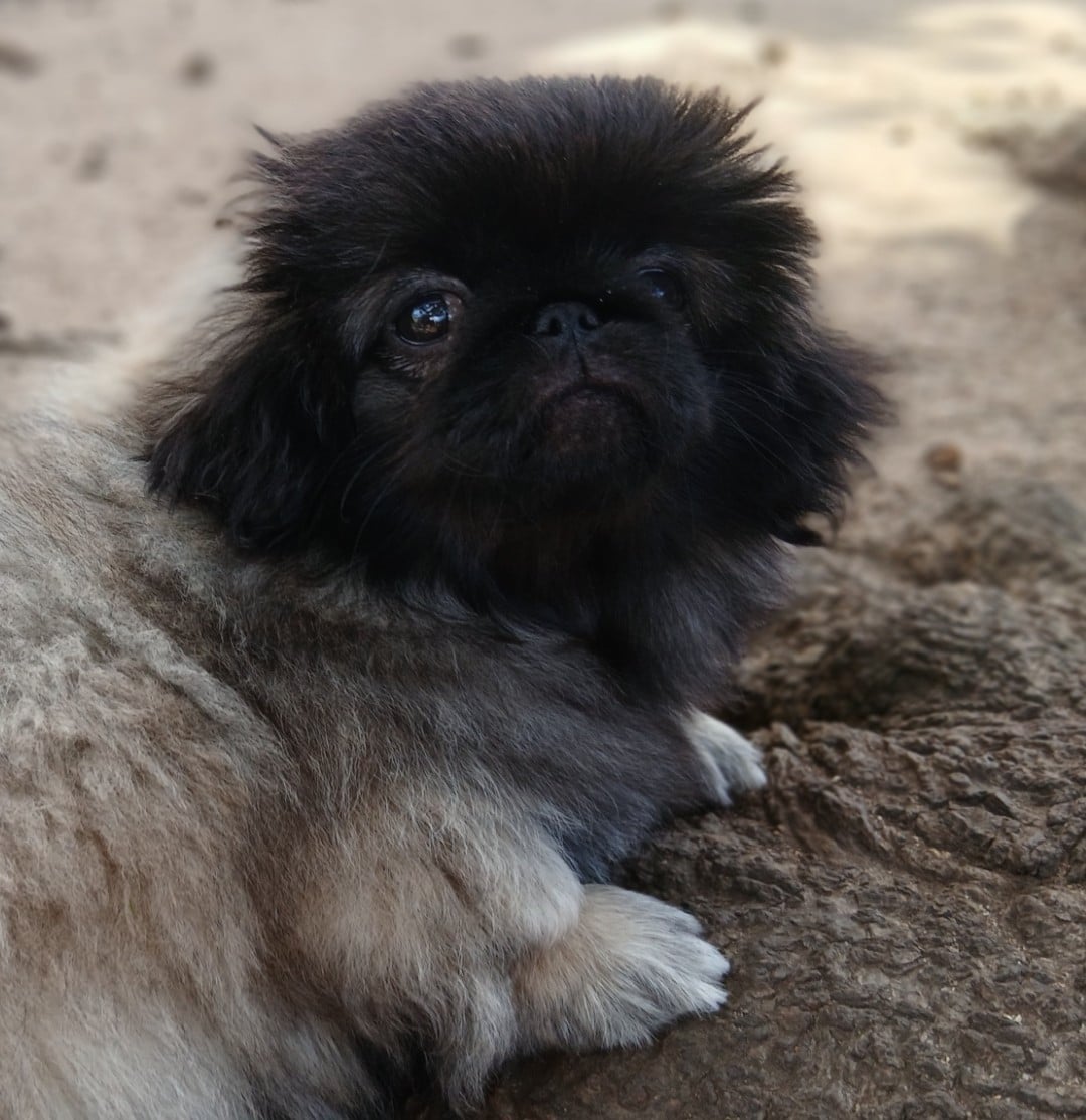 Chiot N°4