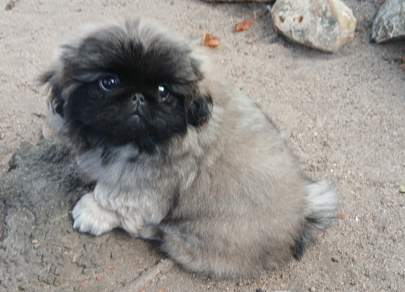 Chiot N°1