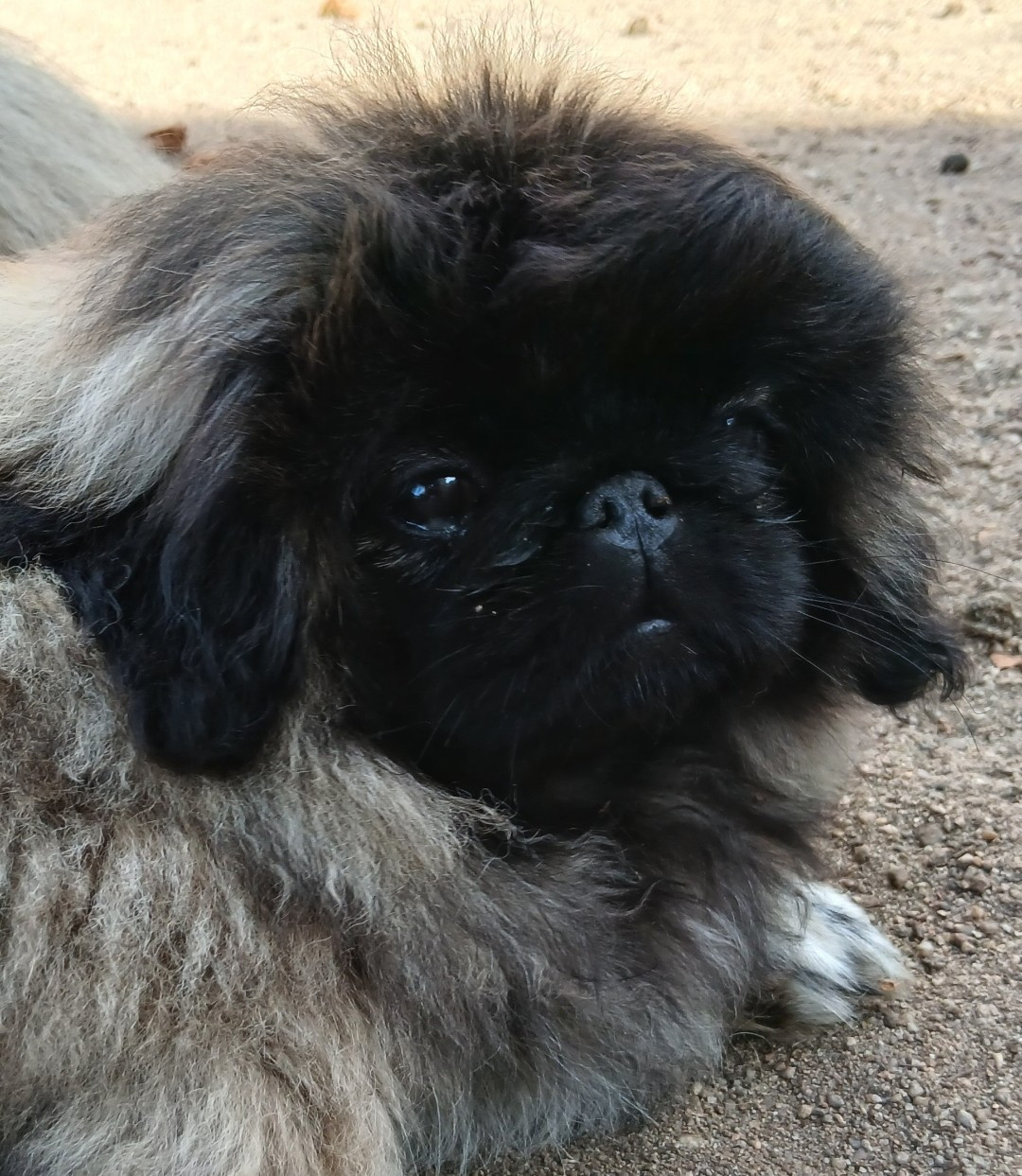 Chiot N°1