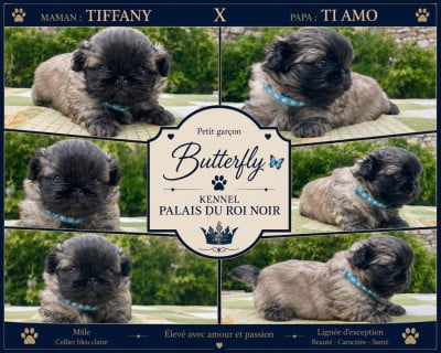 Les chiots de Pekinois