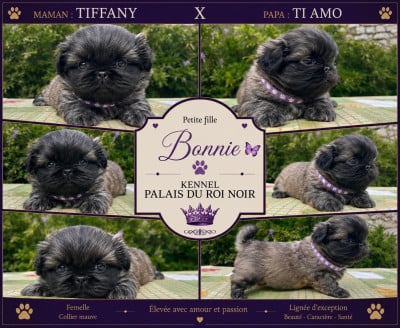 Les chiots de Pekinois