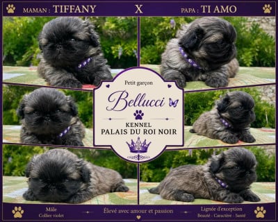 Les chiots de Pekinois