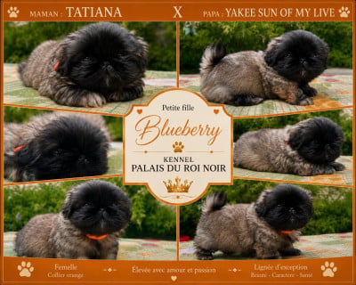 Les chiots de Pekinois