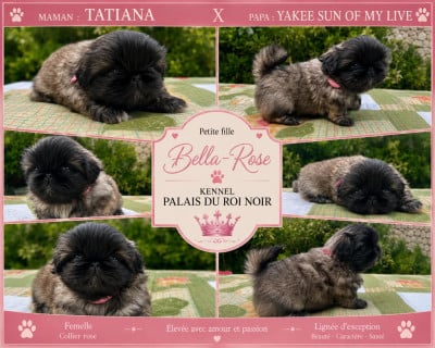Les chiots de Pekinois