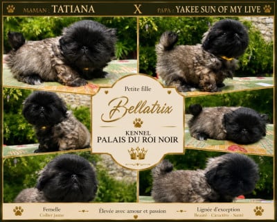 Les chiots de Pekinois