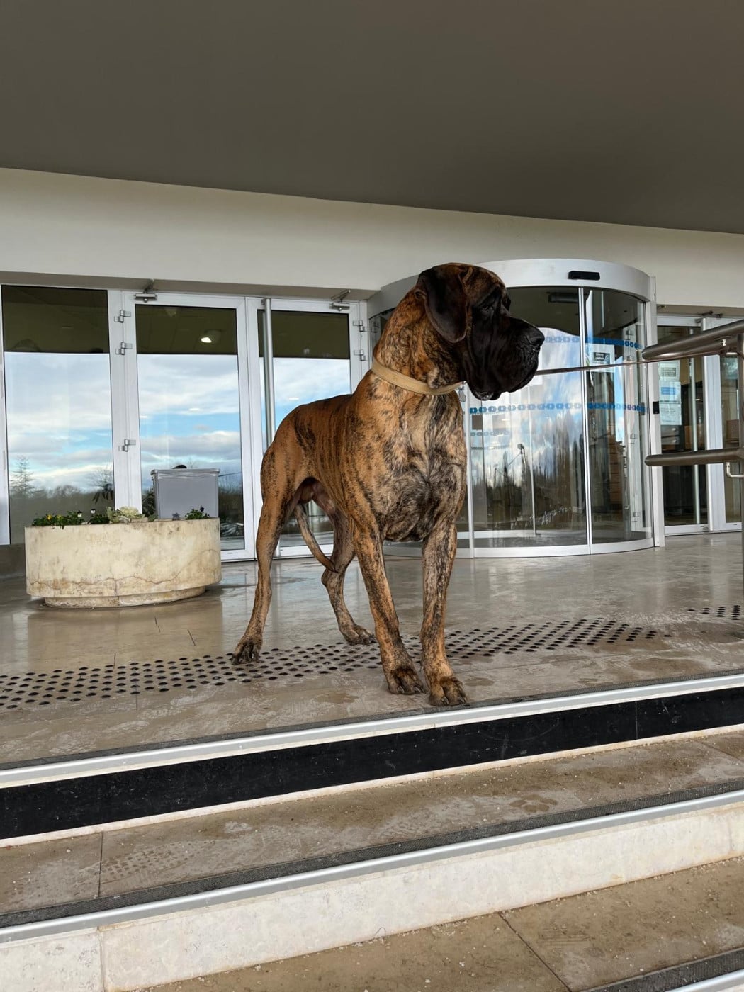 Publication : des Joyaux d'Allythelia Auteur : Jean-Yves FREESS