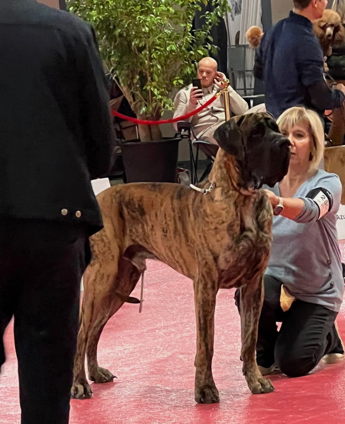 Publication : des Joyaux d'Allythelia Auteur : Jean-Yves FREESS