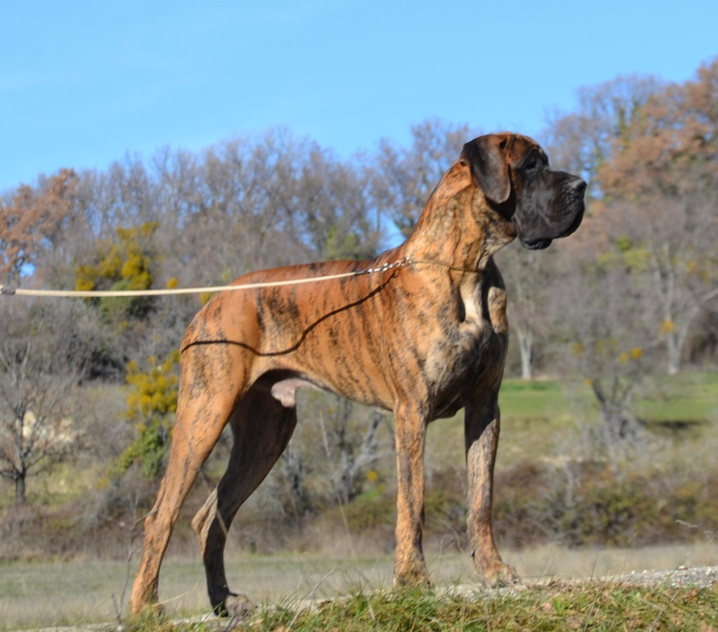 Publication : des Joyaux d'Allythelia Auteur : Jean-Yves FREESS