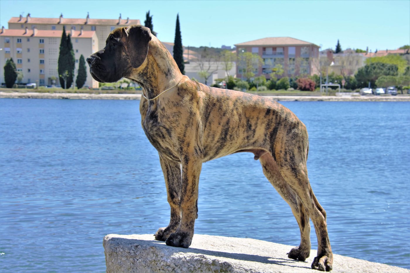 Publication : des Joyaux d'Allythelia Auteur : Jean-Yves FREESS