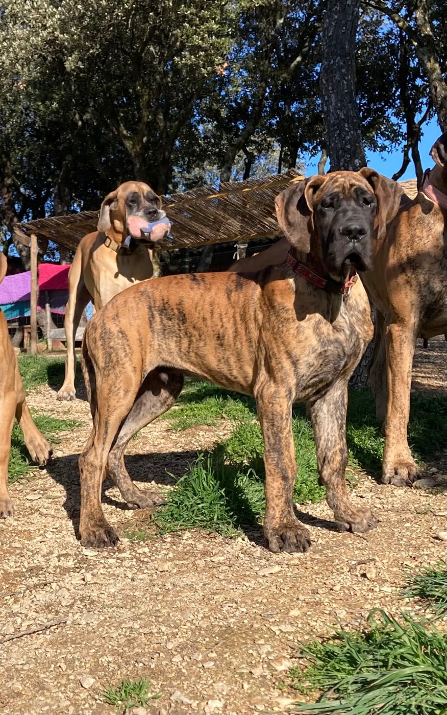 Publication : des Joyaux d'Allythelia Auteur : Jean-Yves FREESS