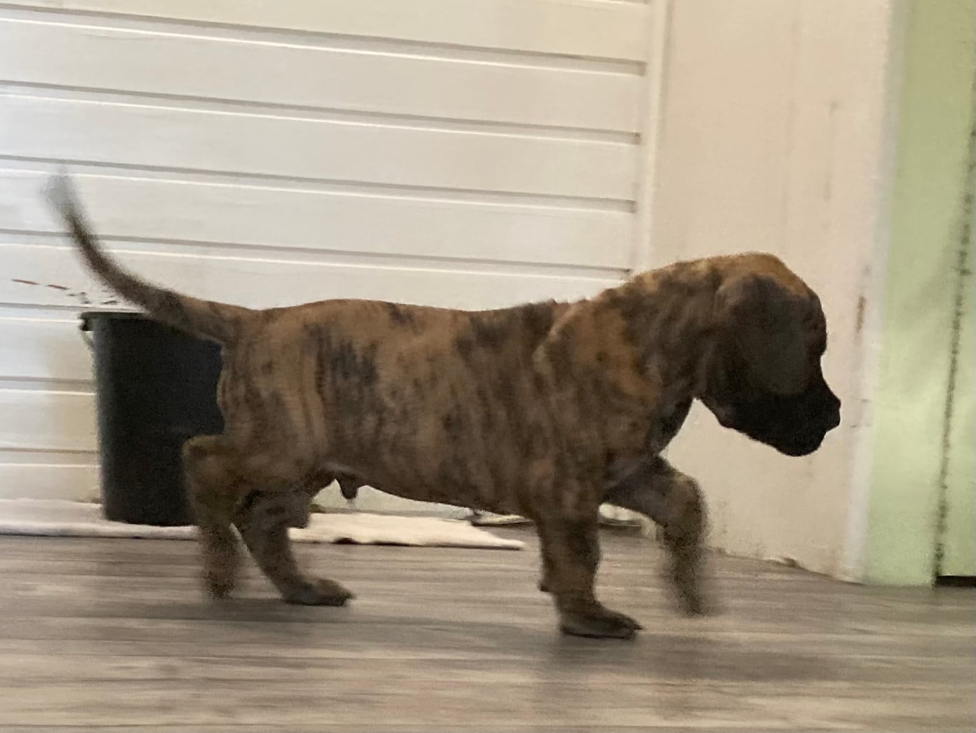 Publication : des Joyaux d'Allythelia Auteur : Jean-Yves FREESS