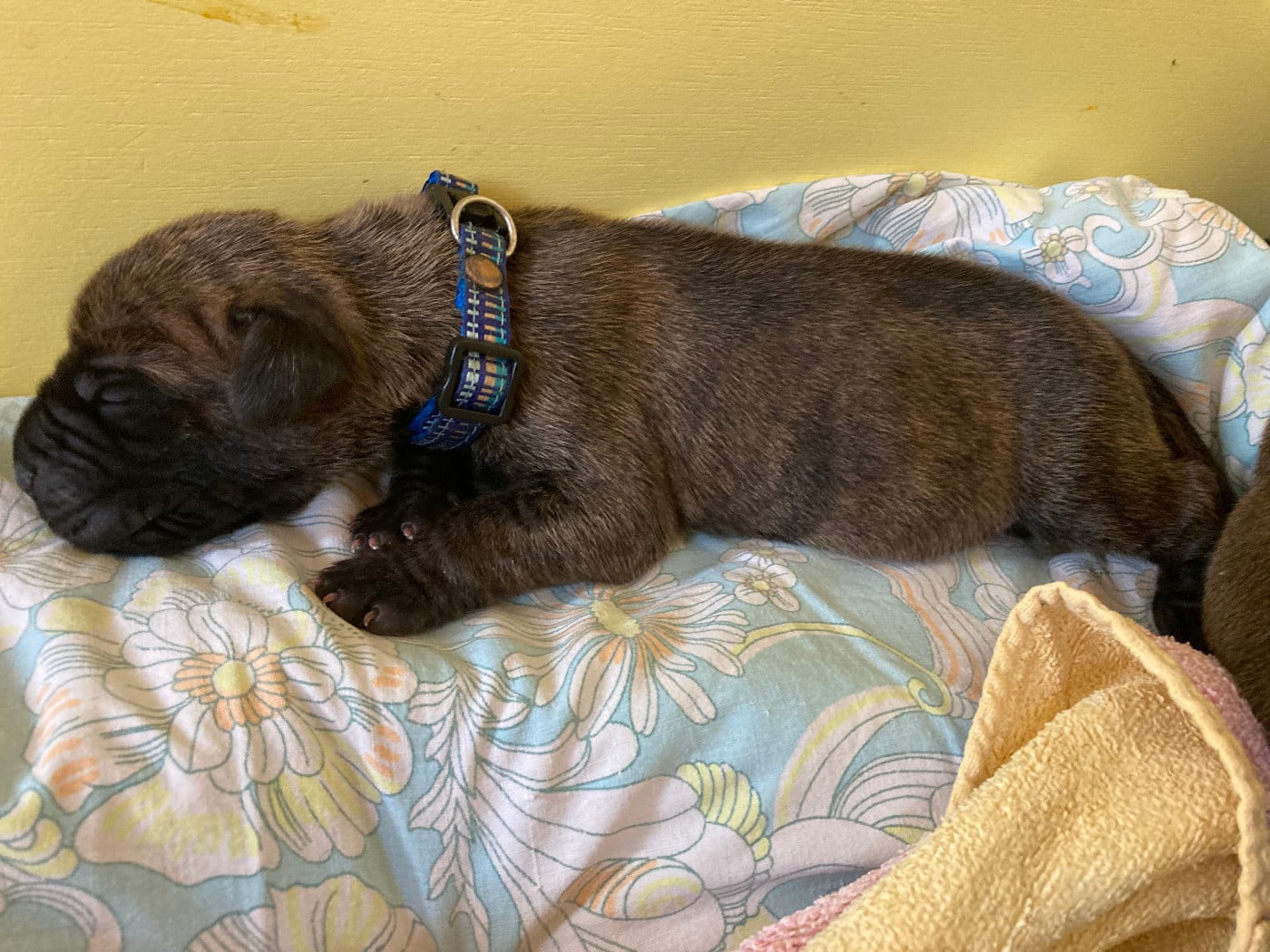 Publication : des Joyaux d'Allythelia Auteur : Jean-Yves FREESS