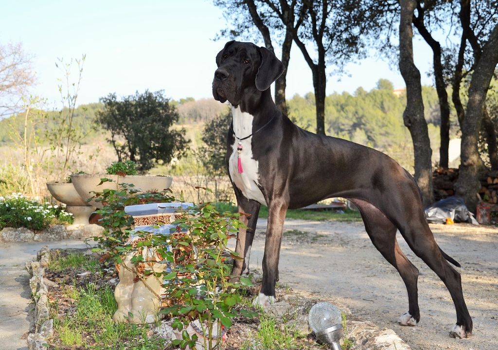 Maï-ly De La Vallee Argentee - 2 ème Excellent