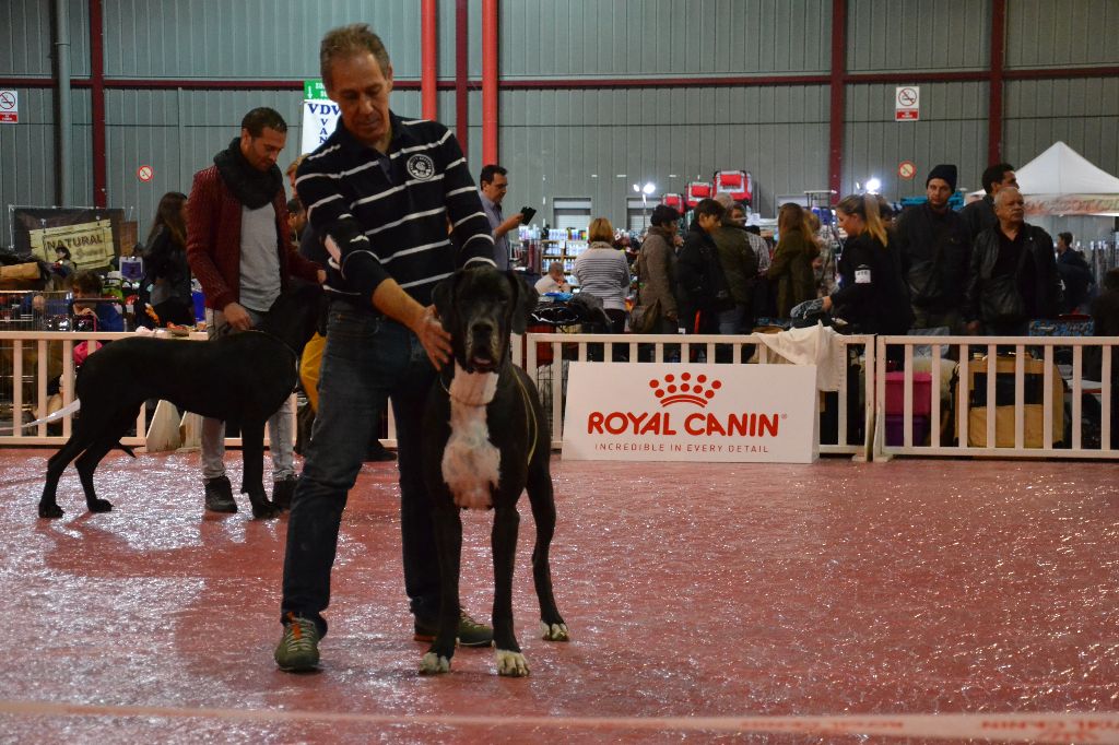 Maï-ly De La Vallee Argentee - 2ème Excellent