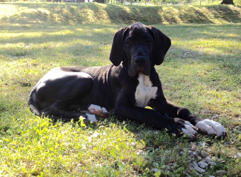 Maï-ly De La Vallee Argentee - Très Ptometteur - Meilleur Baby