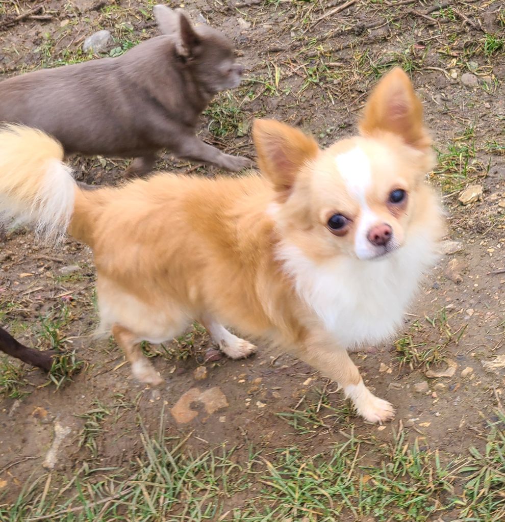 Publication : De la fontaine aux maléfices Auteur : La Fontaine aux Maléfices