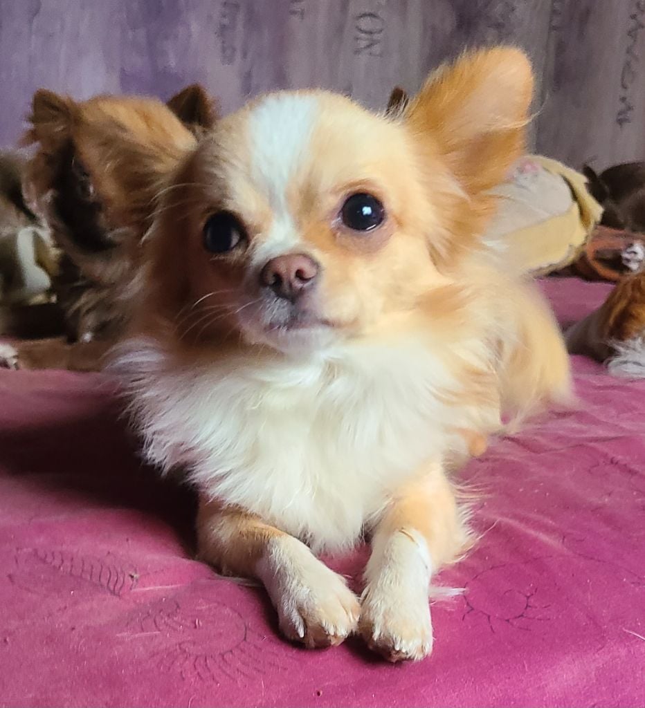 Publication : De la fontaine aux maléfices Auteur : La Fontaine aux Maléfices