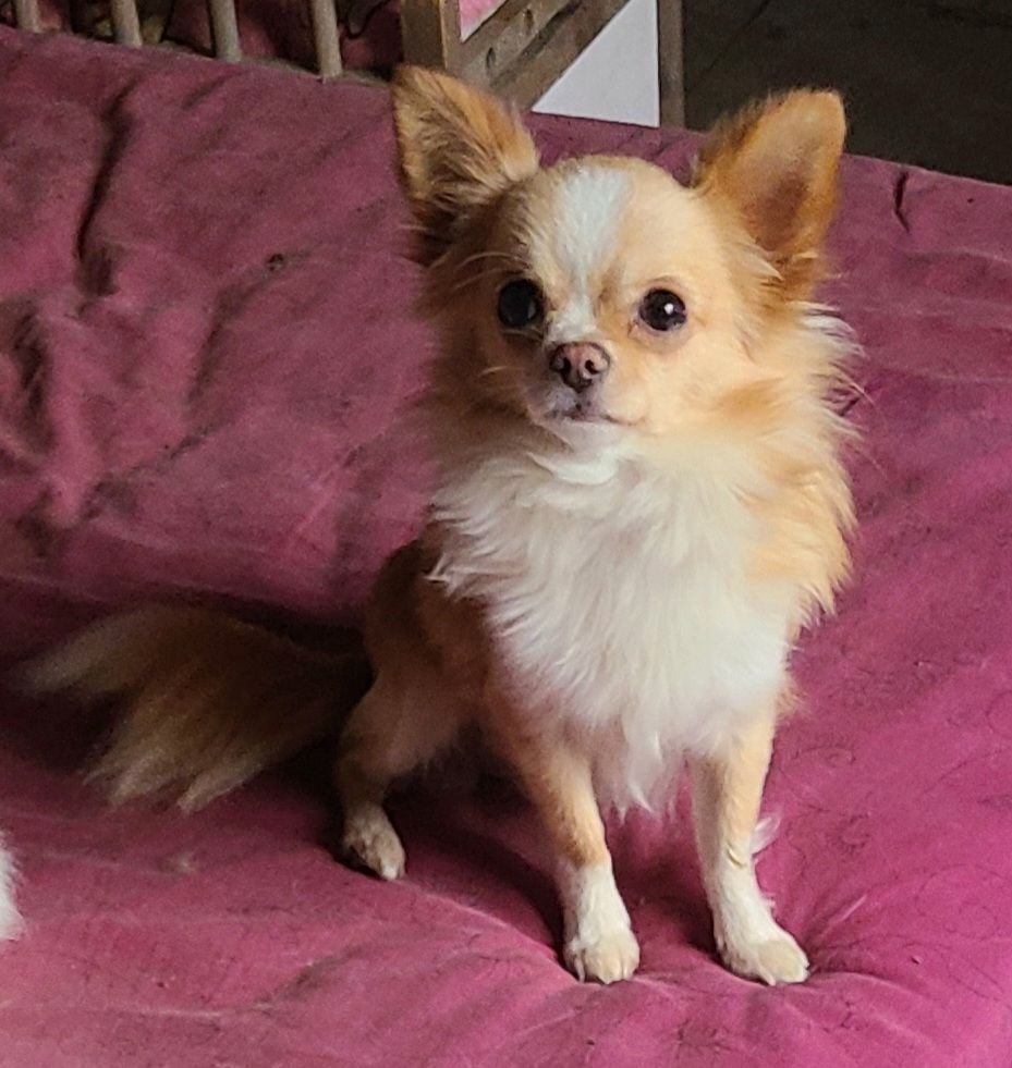 Publication : De la fontaine aux maléfices Auteur : La Fontaine aux Maléfices