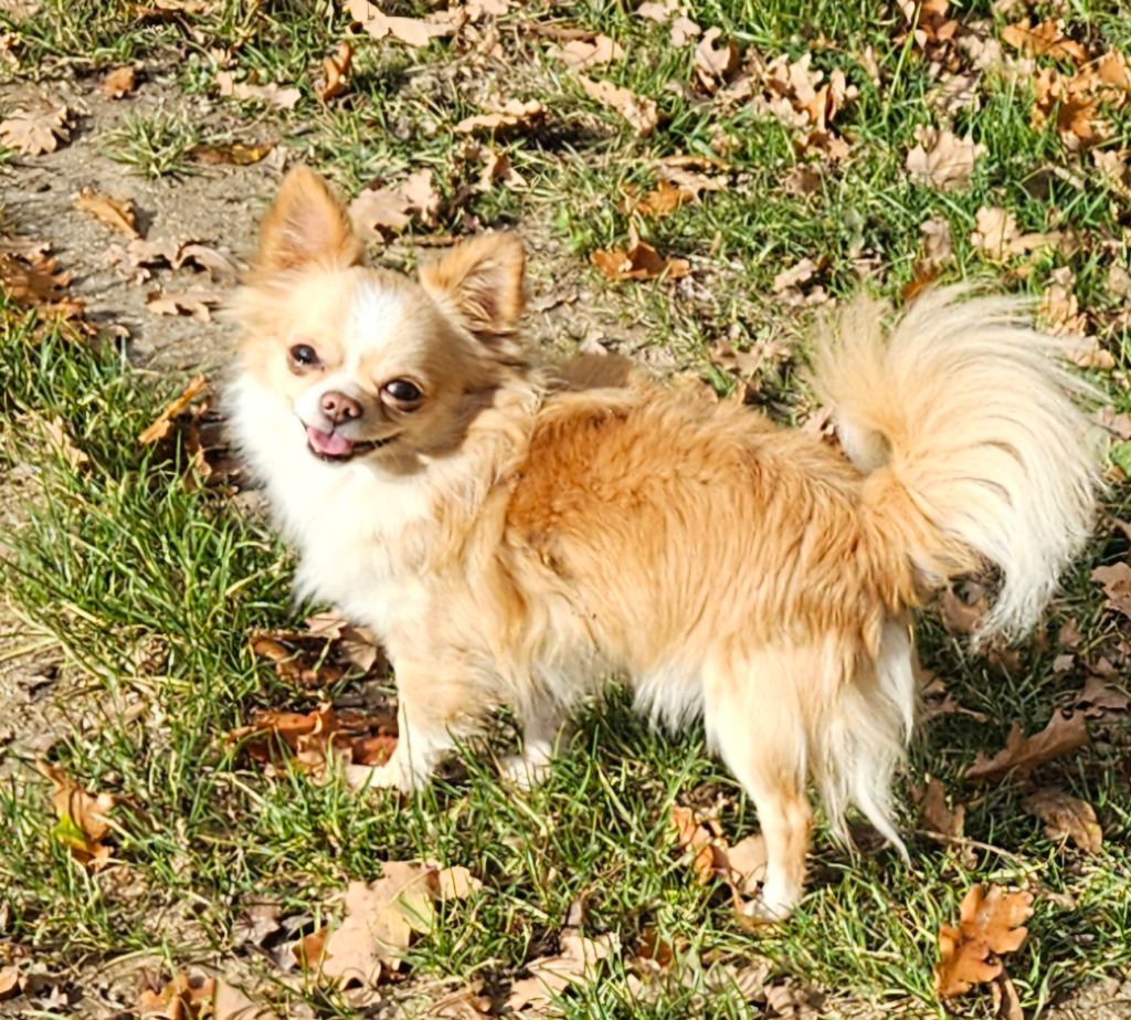 Publication : De la fontaine aux maléfices Auteur : La Fontaine aux Maléfices