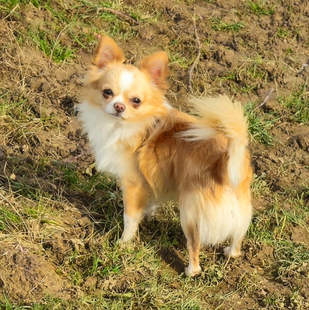 Publication : De la fontaine aux maléfices Auteur : La Fontaine aux Maléfices