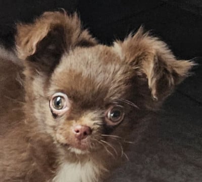 Les chiots de Chihuahua