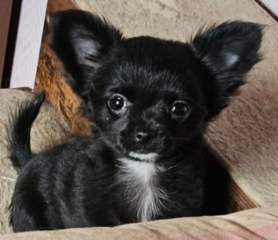 Les chiots de Chihuahua