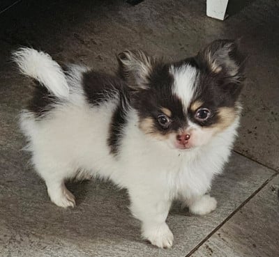 Les chiots de Chihuahua