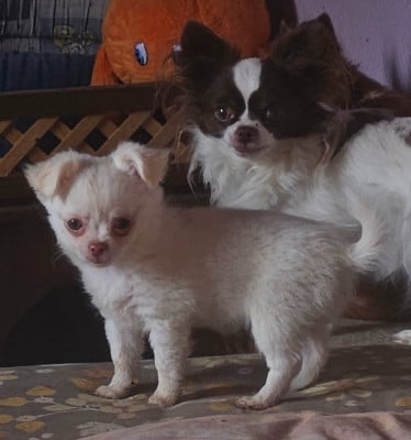 Les chiots de Chihuahua