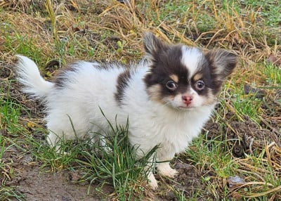 Les chiots de Chihuahua