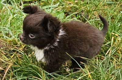 Les chiots de Chihuahua