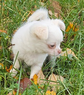 Les chiots de Chihuahua