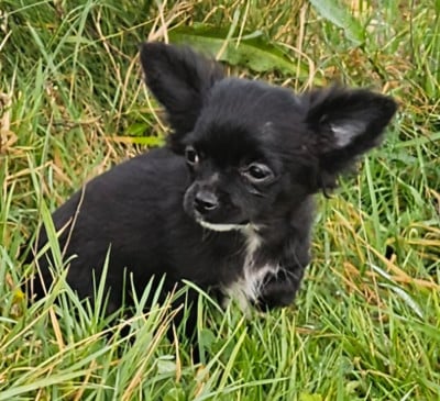Les chiots de Chihuahua
