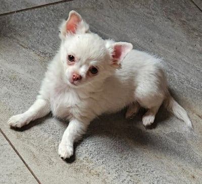 Les chiots de Chihuahua