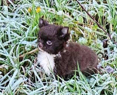 Les chiots de Chihuahua