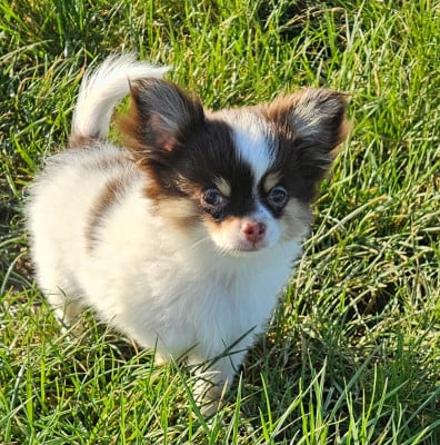 Les chiots de Chihuahua
