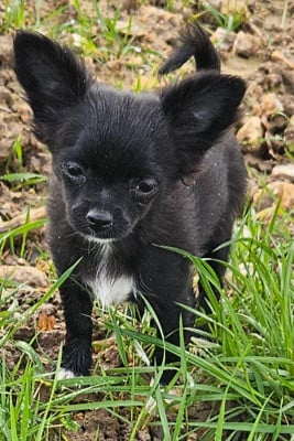 Les chiots de Chihuahua