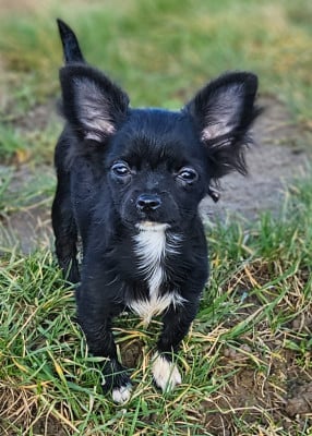 Les chiots de Chihuahua