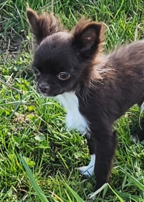 Les chiots de Chihuahua