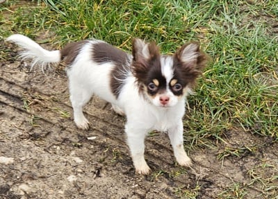 Les chiots de Chihuahua