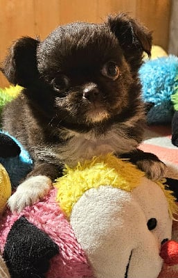 Les chiots de Chihuahua