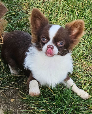Les chiots de Chihuahua