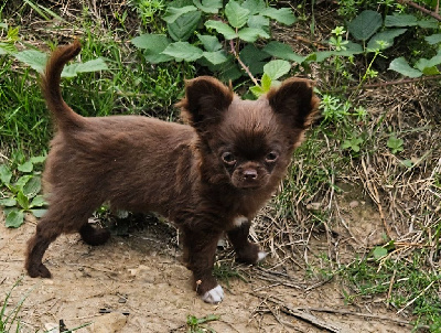 Les chiots de Chihuahua