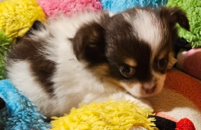 Les chiots de Chihuahua